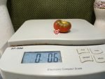 Panther Cherry Tomato Well Known Breeder Tomatoes