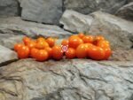 Piennolo Aranico Tomato
