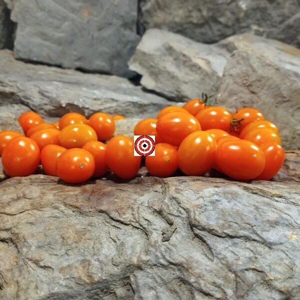 Piennolo Aranico Tomato