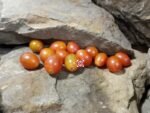 Pink Champagne Tomato Seeds.
