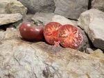 Dwarf Pink Stripes Tomato