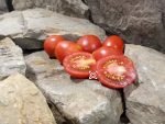 Plum Heart of Italy Tomato Heirloom Tomatoes