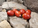 Plum Heart of Italy Tomato rare Tomatoes