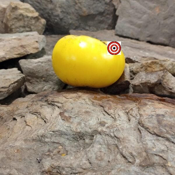 Ponderosa Sunrise Tomato