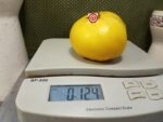 Ponderosa Sunrise Tomato Large Tomatoes