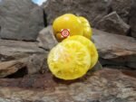 Ponderosa Sunrise Tomato Rare Tomatoes