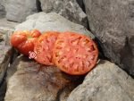 Poor Free Man Tomato