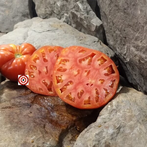 Poor Free Man Tomato