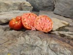 Poor Free Man Tomato Heirloom Tomatoes