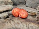 Poor Free Man Tomato Rare Tomatoes