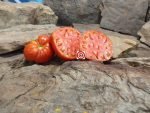 Poor Free Man Tomato Seeds