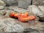 Prairie Fire Tomato Canning Tomatoes
