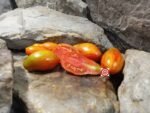 Prairie Fire Tomato Sauce Tomatoes