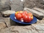 Premus Dwarf Tomato