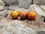 Prime Rib Tomato Black Tomatoes