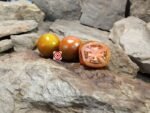 Prime Rib Tomato Slicing Tomatoes
