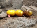 Purpura Rits Tomato Seeds