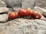 Rebel Starfighter Dippers Delight Dwarf Tomato