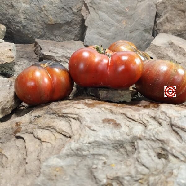 Rebel Starfighter Dippers Delight Dwarf Tomato