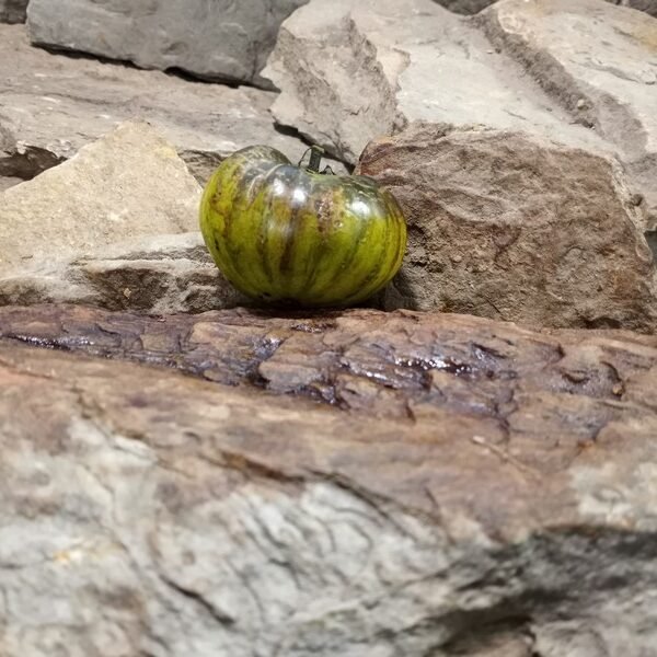 Rebela Dwarf Tomato