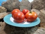 Red Cotton Tomato