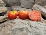 Red Cotton Tomato Rare Tomatoes
