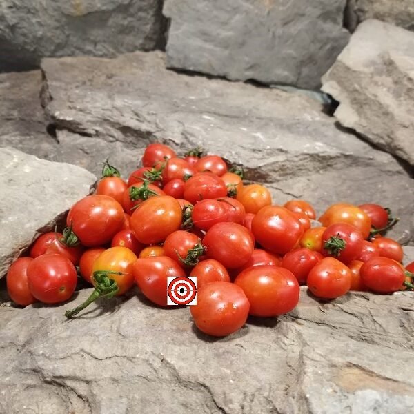 Red Jelly Bean F2 Tomato