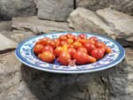 Dwarf Red Romanian Tomato - Image 6