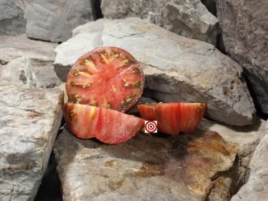 Red of Gravel Switch Tomato