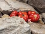 Roaring Springs Park Tomato - Image 2