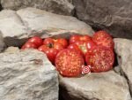 Roaring Springs Park Tomato - Image 3