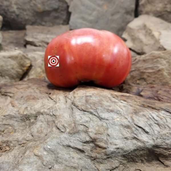 Rosado De La Sierra Aracena Tomato