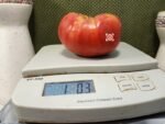 Rosado De La Sierra Aracena Tomato Giant Tomatoes