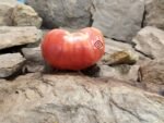 Rosado De La Sierra Aracena Tomato Heirloom Tomatoes