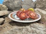 Round Robin Dwarf Tomato