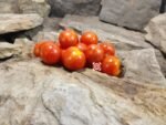 Ruby Slippers Dwarf Tomato