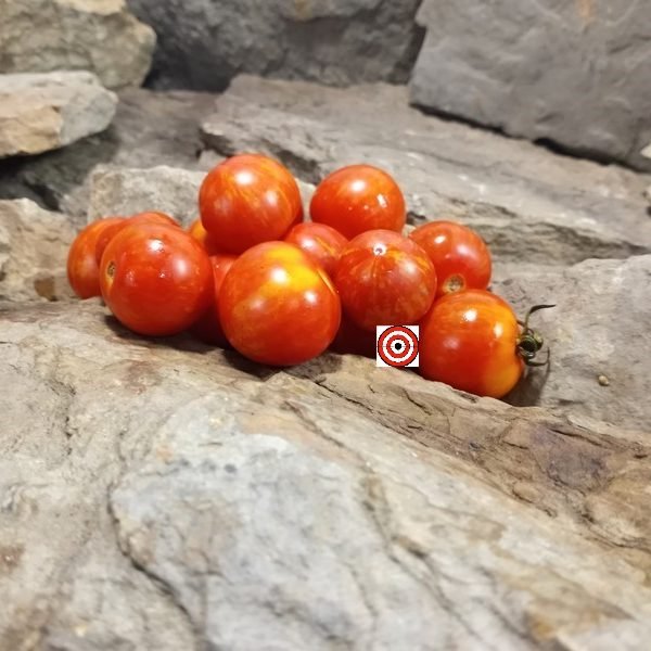 Ruby Slippers Dwarf Tomato