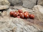 Salijut Plum Tomato Black Tomatoes