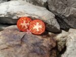 Scoresby Dwarf Tomato