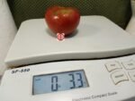 Shadynook True Round Tomato Black Tomatoes