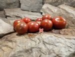 Shadynook True Round Tomato Seeds