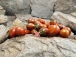 Shiny Greek Red Tomato