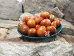 Shiny Greek Red Tomato Heirloom Tomatoes