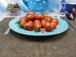 Shiny Greek Red Tomato Rare Tomatoes
