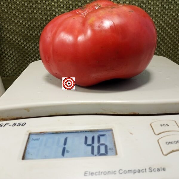Slicing Villinger Tomato