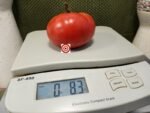 Stab Farmboy Tomato Beefsteak Tomatoes