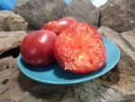 Stafford Red Heirloom Tomato