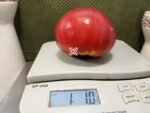 Stafford Red Heirloom Tomato Giant Tomatoes