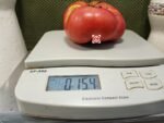 Stafford Red Heirloom Tomato Large Tomatoes