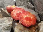 Stafford Red Heirloom Tomato Rare Tomatoes